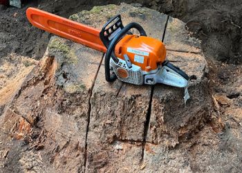 Expert Stump removal & grinding in Seattle WA